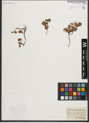 Foto von Salix herbacea L.